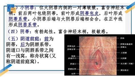 女孩生殖器|小知识:女性生殖系统